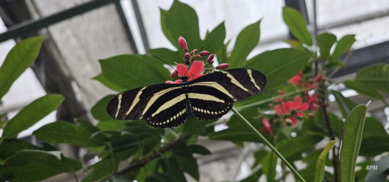 Hug Theory: How Physical Connection Boosts Well-Being